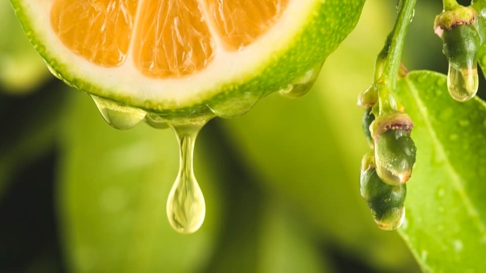 Citrus-Fruchtextrakt
