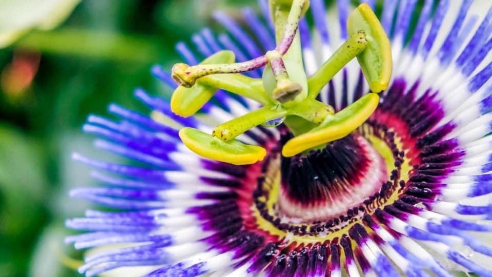 Passionsblumen-Blütenextrakt