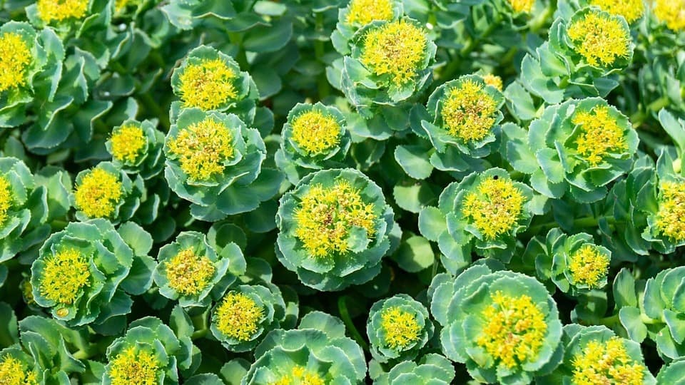 Rhodiola Rosea Extrakt