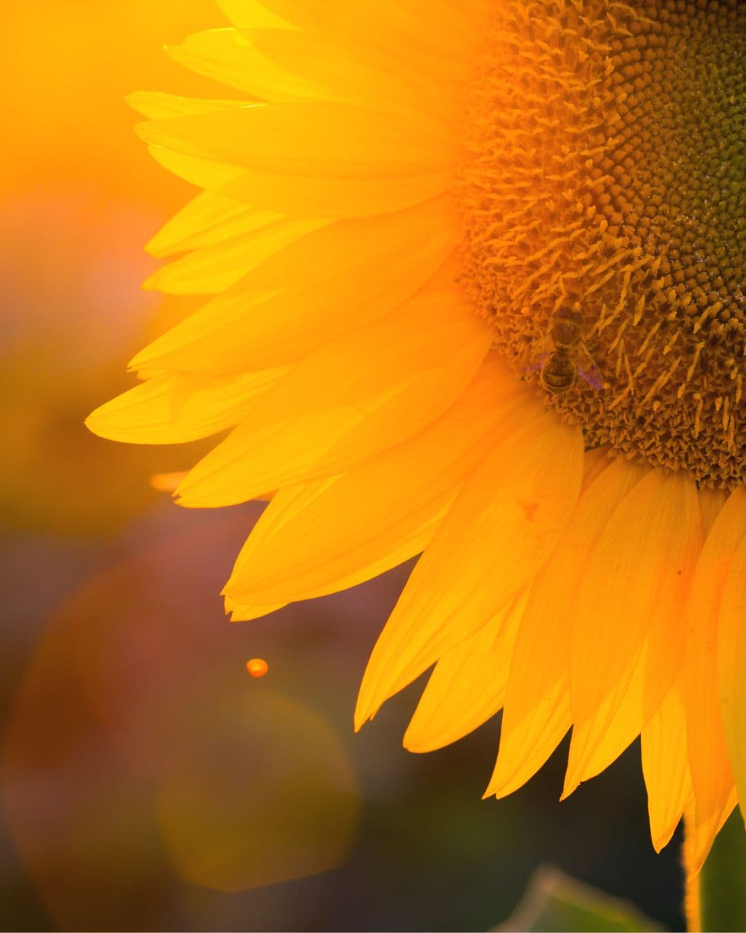 Sonnenblumenlecithin